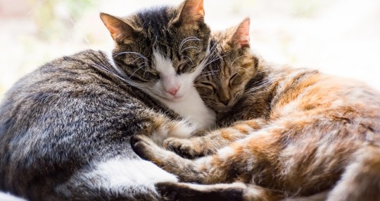 Kissa-allergia siivous